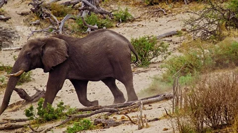 African elephant side profile walking across savanna habitat Stock Footage 274391909