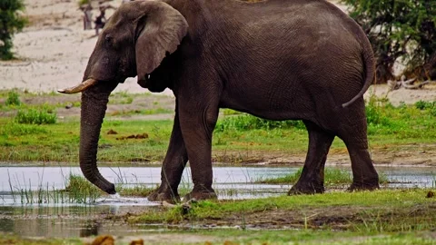 African elephant side profile walking across savanna habitat Stock Footage 274392654