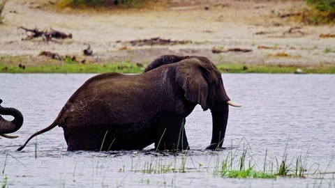 African elephant side profile walking across savanna habitat Vidéo 274394913