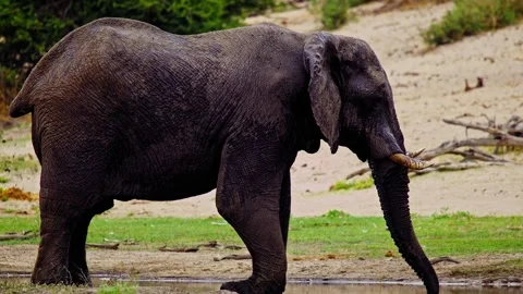 African elephant side profile walking across savanna habitat 库存影片 274396380