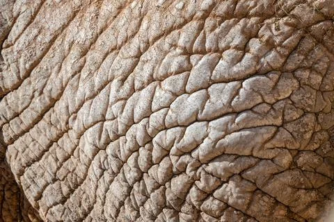 African elephant skin texture pattern abstract organic shapes Stock Photos