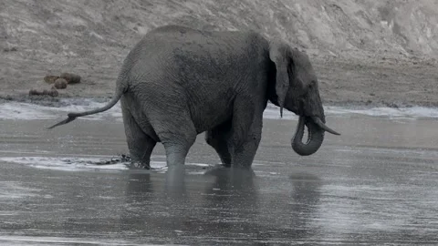 African elephant slow motion mud bath Stock Footage 306964402