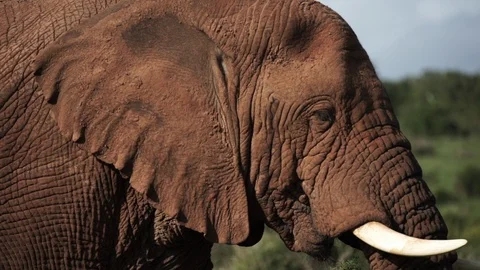 African Elephant, South Africa, Adult Walk Pass Stock Footage
