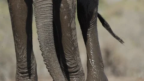 African elephant splashing in mud Stock Footage 132216684