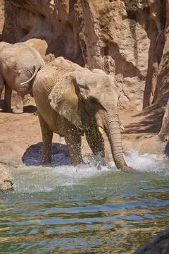 African elephant splashing water while cooling off in sunny habitat Stock Photos