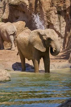 African elephant splashing water while cooling off in sunny habitat Stock Photos
