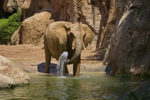 African elephant splashing water while cooling off in sunny habitat Fotos Stock