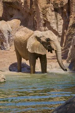 African elephant splashing water while cooling off in sunny habitat Stock Photos