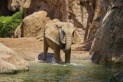 African elephant splashing water while cooling off in sunny habitat Stock Photos