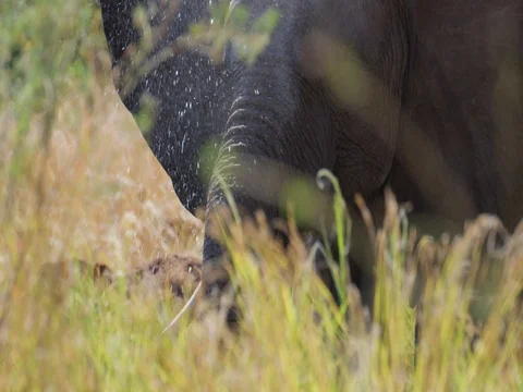 African Elephant Spraying Water Stock Footage 72182753