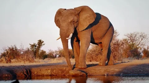 African elephant standing alone in the forest Stock Footage 337832702