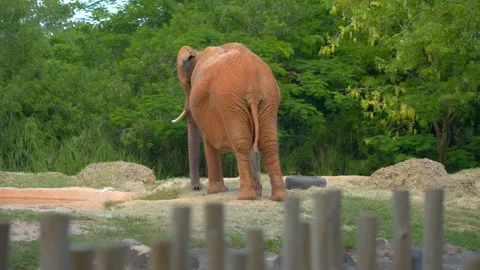 African elephant standing backwards in a zoo enclosure drinking water and tail. Stock-Footage 341701093