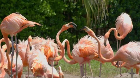 African elephant standing backwards in zoo enclosure, drinking water and tail. Stock-Footage 341701096