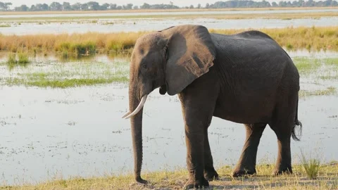 African elephant standing by the Chobe River in Chobe National Park, Botswana Stock-Footage 246385682