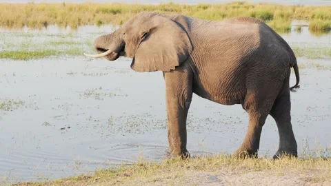 African elephant standing by the Chobe River in Chobe National Park, Botswana Vidéo 246385692