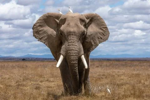 An African elephant is standing in front of the camera. Stock Photos