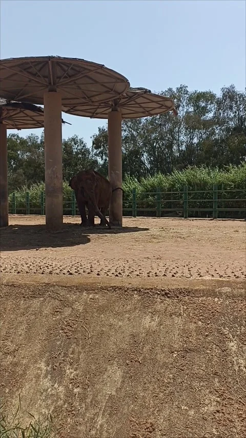 African Elephant Standing Under Sunshade Shelter at Temara Zoo Morocco Stock Footage 343959490