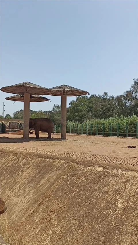 African Elephant Standing Under Umbrella Shelter at Temara Zoo Morocco Video stock 343959504