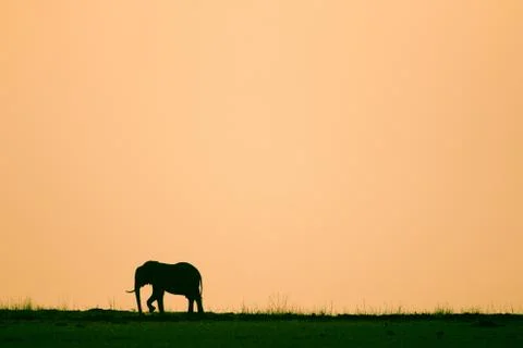 African Elephant at sunset Stock Photos