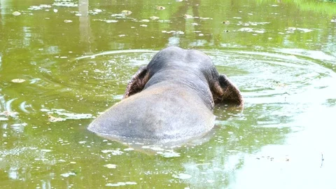 African Elephant taking bath. 動画素材 105399898