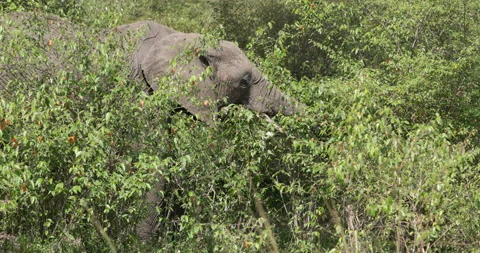African elephant in thick vegetation Vídeos de archivo 137576188