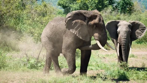 African elephant throwing dust on itself 動画素材 326547973