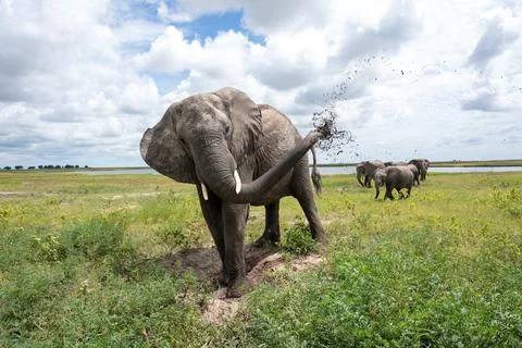 African elephant throwing mut to protect its skin in Chobe National Park Fotos de archivo