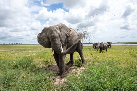 African elephant throwing mut to protect its skin in Chobe National Park Stock Photos