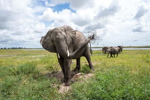 African elephant throwing mut to protect its skin in Chobe National Park 스톡 사진