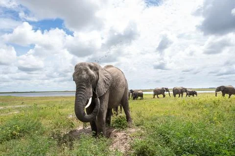 African elephant throwing mut to protect its skin in Chobe National Park 스톡 사진