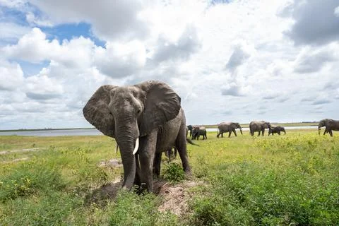 African elephant throwing mut to protect its skin in Chobe National Park 스톡 사진