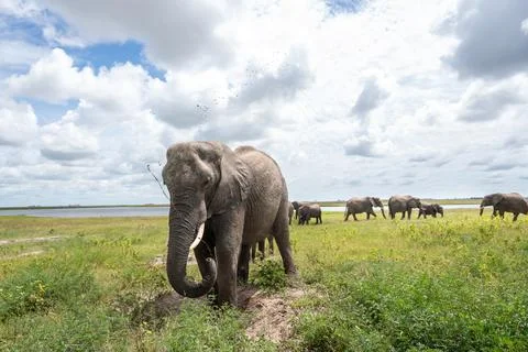 African elephant throwing mut to protect its skin in Chobe National Park 스톡 사진