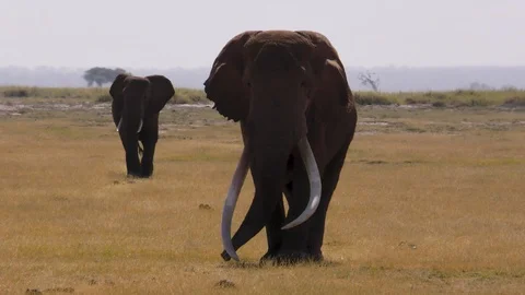 African Elephant, "Tiny Tim", Amboseli NP, Kenya, East Africa Stock Footage 106297035
