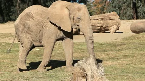 African Elephant Tracking Shot Stock Footage 10836762