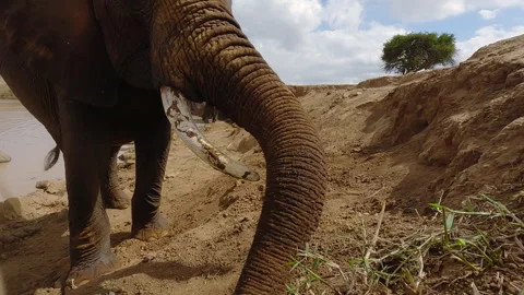 African elephant trunk as it dusts body in sunny day Stock Footage 310972282