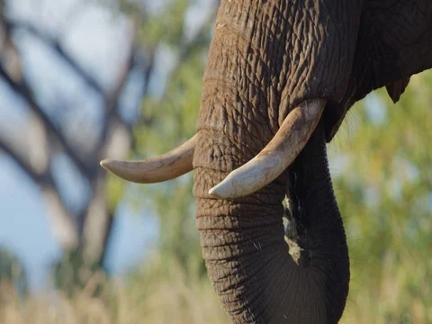 African Elephant trunk tight Stock Footage 72182979