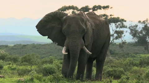 African Elephant Using Foot While Feeding in Morning Light.horizontal Stock Footage 341023181