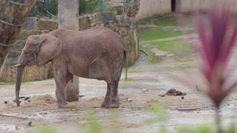 African elephant using its trunk to eat hay Stock Footage 326557720