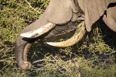 African elephant using its trunk and ivory tusks to eat from the trees. Stock Photos