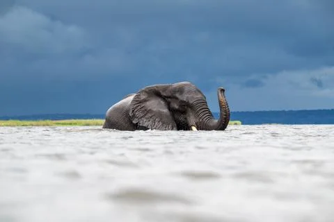 African elephant wading in the Chobe River in Chobe National Park Foto stock
