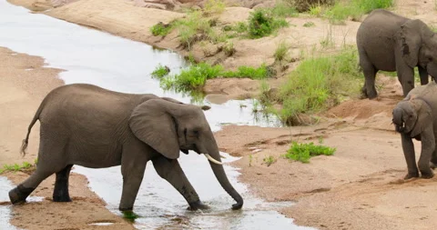 African Elephant Walking Across Small River and Drinking Water, Kruger Park Stock Footage 340399933