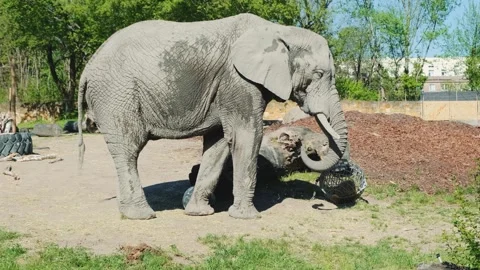 African elephant walking and interacting with object in zoo enclosure Video stock 342714915