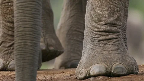 African elephant walking close-up of feet stepping and stomping on safari Stock Footage