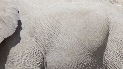 African elephant is walking close-up Stock Footage 113327255