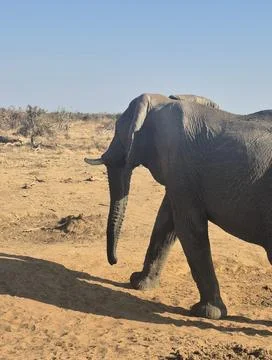 African Elephant Walking at Close Range Across Dry Savanna Stock Photos