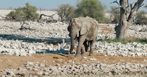 African elephant walking Stock Footage 112621448
