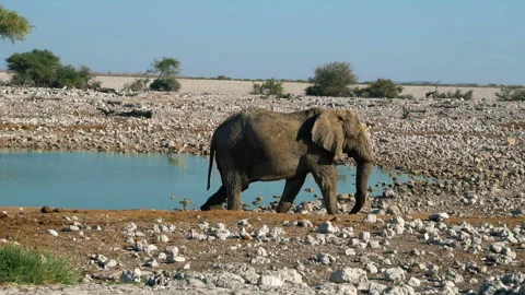 African elephant is walking Stock-Footage 116479449