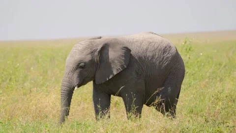 African Elephant Walking Stock Footage 327985667