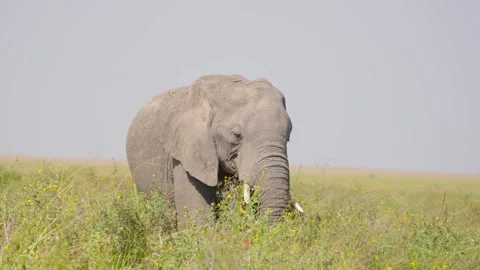 African Elephant Walking Stock Footage 327985674