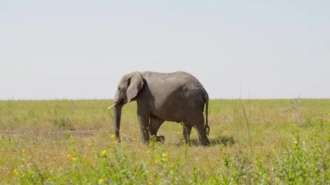 African Elephant Walking Stock Footage 327985687